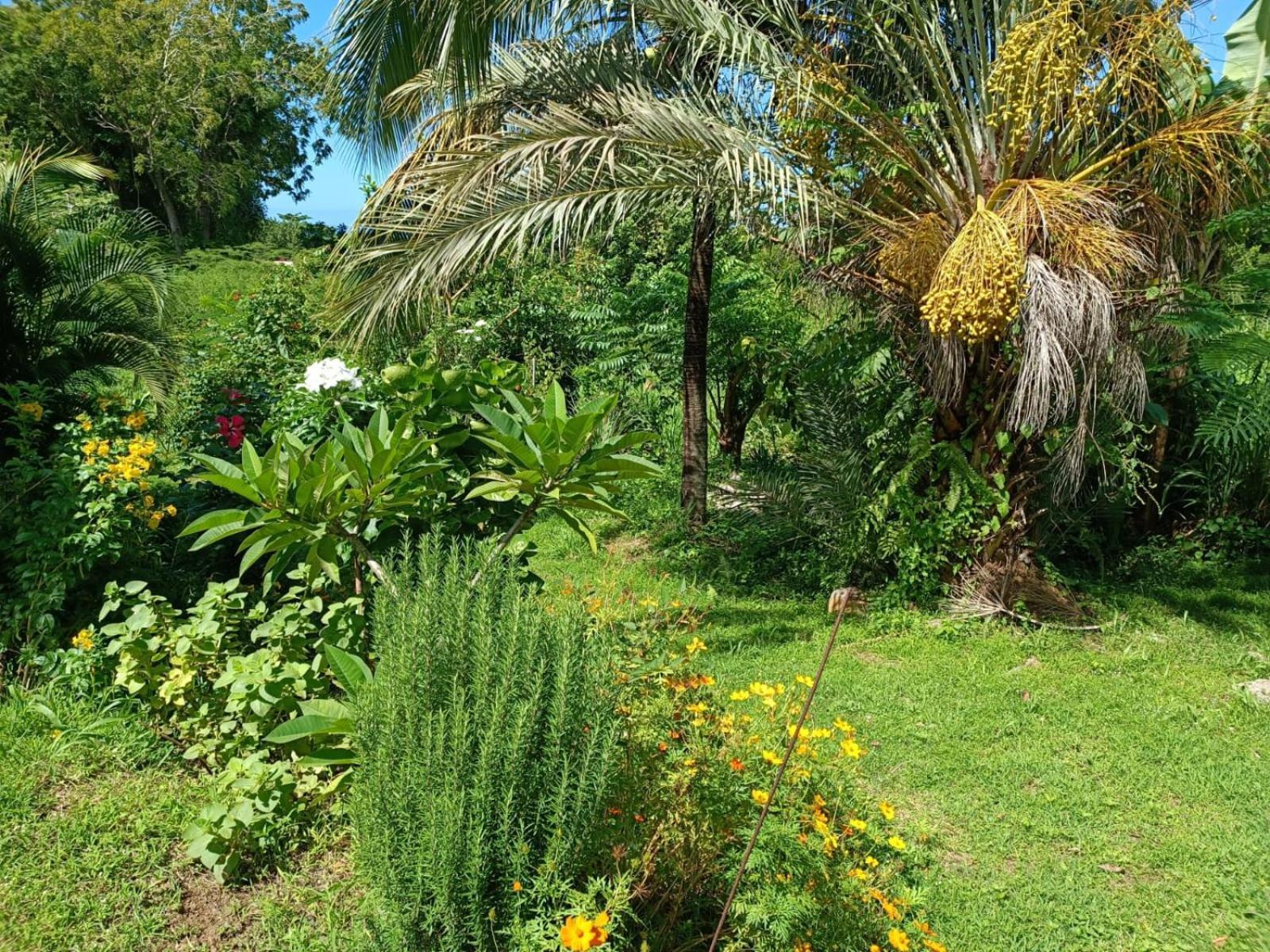 Les Gîtes du Sud - Ô Naturel Gourbeyre Quarto foto